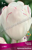Тюльпан Даймонд Джубили (5 шт)