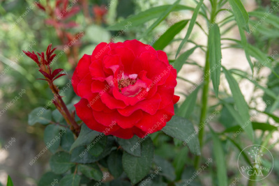 Роза Люксор (ч.-гибрид, красн)