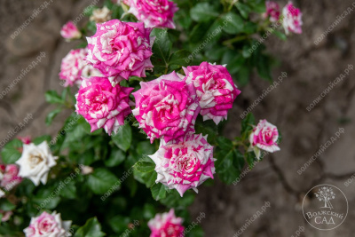 Роза Арроу Фолиес (спрей, розов. белый.)