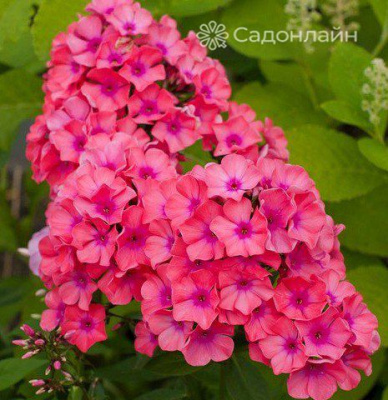 Флокс Сесиль Ханбери