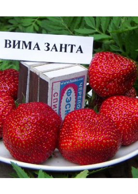 Земляника (Клубника) Вима Занта (5 шт)
