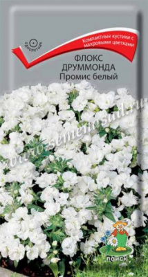 цФлокс Промис белый друмм. 10шт