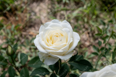 Роза Боинг (ч-гибрид.,белая)