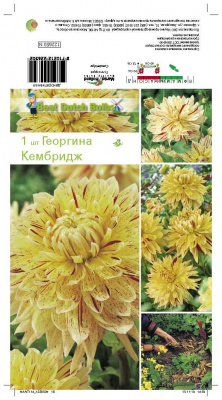 Георгин Кембридж / Акита Страйпет (1)