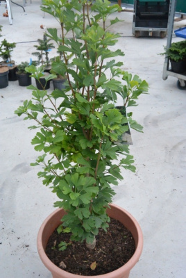 Гинкго Билоба Менгир Р9