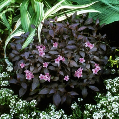 Вейгела Эльвера