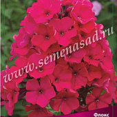 Флокс А.Е.Амос (1 шт.)