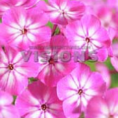 Флокс Анастасия (2 шт)