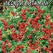 Брусника Лесной Витамин 0,01г
