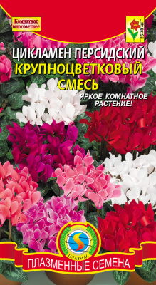 цЦикламен Персидский крупноцветковый 3шт