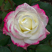 Роза Атена (ч.гибрид, белая с розов)