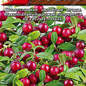 Брусника Рубин 0,01г