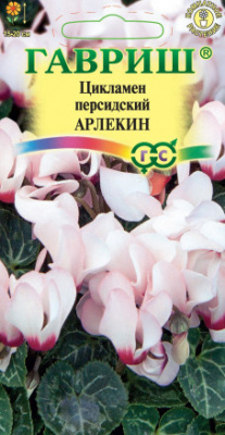 Цикламен Арлекин 3 шт