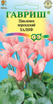 цЦикламен Халиф 3шт