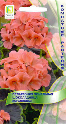 цПеларгония Шоколадница Коралловая 5шт