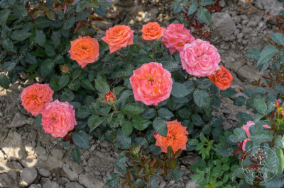 Роза Эмильен Гийо (шраб оранж.)