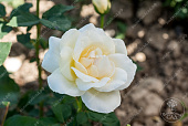 Роза Белый Медведь (ч.-гибрид бел)