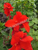 Канна Бриллиант (1 шт)