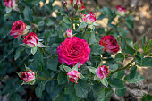 Роза Биколетте (ч-гибрид. красный)