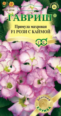 цПримула Рози с каймой 3шт