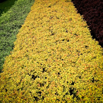 Спирея Голден Карпет