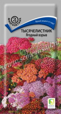 цТысячелистник Ягодный взрыв 10шт