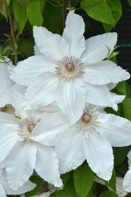 Клематис Фую-Но-Таби Р9