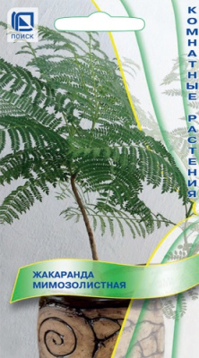 Жакаранда мимозолистная 5шт