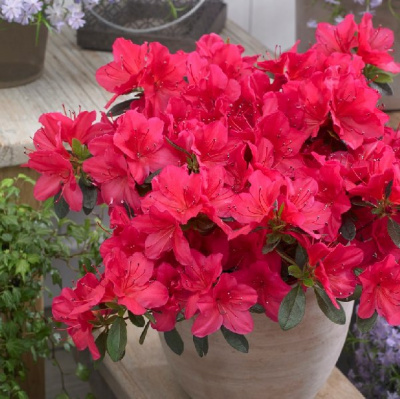 Азалия Гейша Ред Р9,5