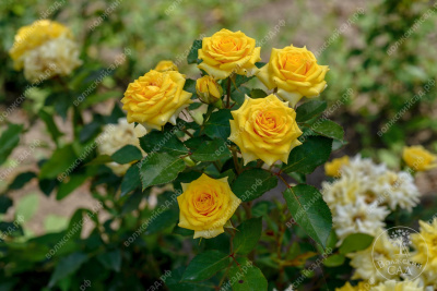 Роза Сан сити (спрей, желт)