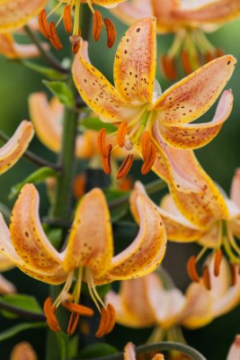 Лилия Гвинеа Голд (2 шт)