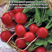 Редис Бабушкин секрет 2г