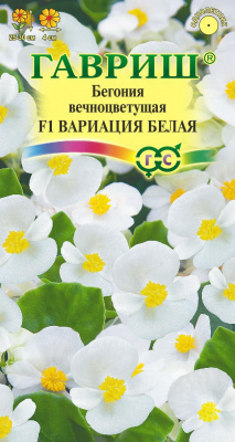 Бегония Вариация белая 5шт
