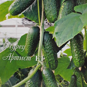 Огурец Артист (20пак*10шт)