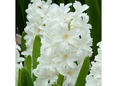 Гиацинт Айлос (5 шт.)