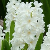 Гиацинт Айлос (5 шт.)