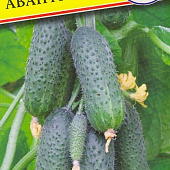Огурец Авантюра 7шт (Англия)