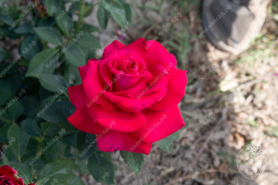 Роза Биг перпл (ч-гибрид, розов)