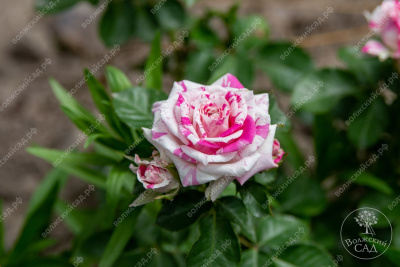 Роза Арроу Фолиес (спрей, розов. белый.)