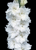 Гладиолус Корнет (15 шт)