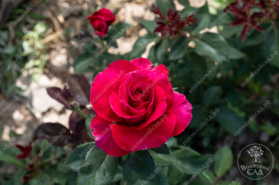 Роза Биг перпл (ч-гибрид, розов)