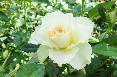 Роза Ванилла (ч.-гибрид,белая)