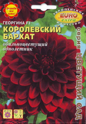 цГеоргина Королевский бархат 5шт