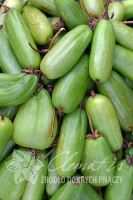 Актинидия Витакола