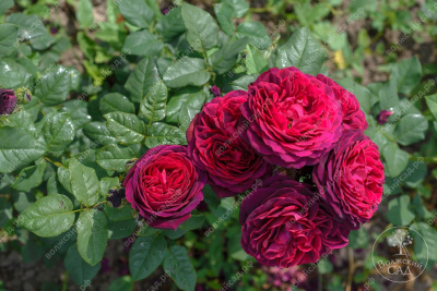 Роза Графиня Харденберг (шраб, красн) н