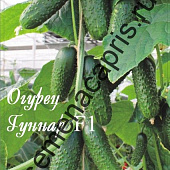 Огурец Гуннар (20пак*10шт) Нидерланды