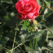 Роза Амбассадор (ч.-гибрид, лосос)
