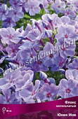 Флокс Юник Мов (1 шт)