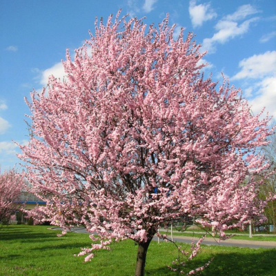 Слива Писсарди, декоративная