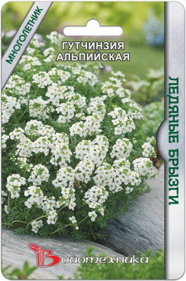 цГутчинзия Ледяные брызги 10шт
